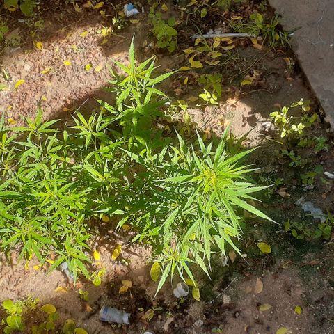 Casa03 - #2 growlog photo: Hoje ela tá amostrada kk