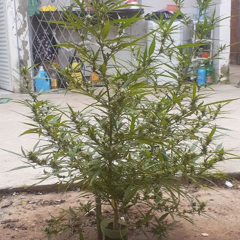 Casa03 - #2 growlog timeline photo