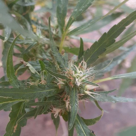 Casa03 - #2 growlog timeline photo