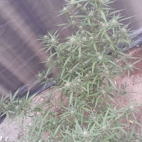 Casa03 - #2 growlog photo: Seguimos na flora. Ansioso para passar a faca