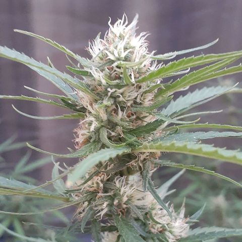 Casa03 - #2 growlog photo: Seguimos na flora. Ansioso para passar a faca