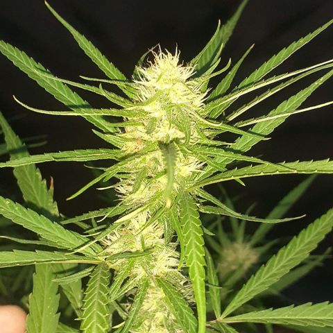 Casa03 - #2 growlog photo: Seguimos na flora. Ansioso para passar a faca