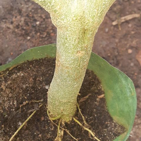 Casa03 - #2 growlog timeline photo