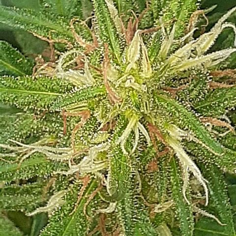 Casa03 - #2 growlog timeline photo