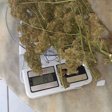 Casa03 - #2 growlog timeline photo