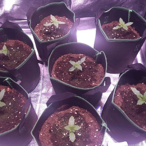 Gorilla Glue Faster growlog timeline photo
