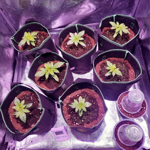 Gorilla Glue Faster growlog timeline photo