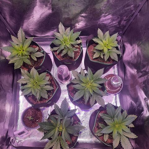 Gorilla Glue Faster growlog timeline photo