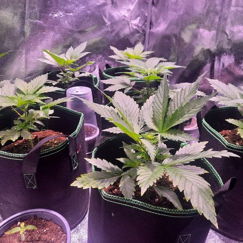 Gorilla Glue Faster growlog timeline photo