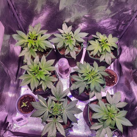 Gorilla Glue Faster growlog timeline photo