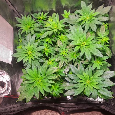 Gorilla Glue Faster growlog timeline photo