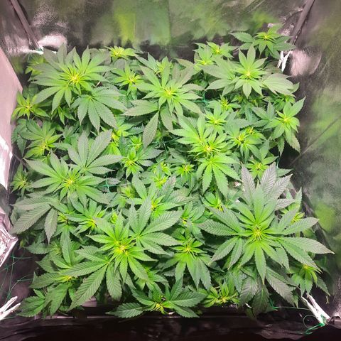 Gorilla Glue Faster growlog timeline photo