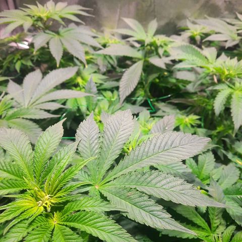 Gorilla Glue Faster growlog timeline photo