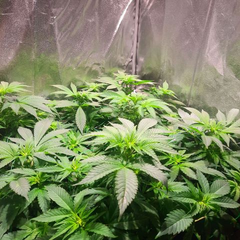 Gorilla Glue Faster growlog timeline photo