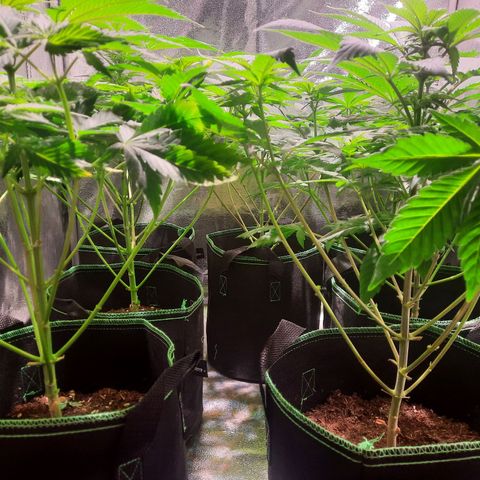 Gorilla Glue Faster growlog timeline photo