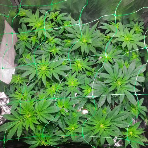 Gorilla Glue Faster growlog timeline photo