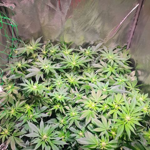 Gorilla Glue Faster growlog timeline photo