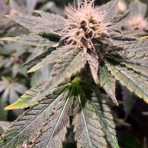 Gorilla Glue Faster growlog timeline photo