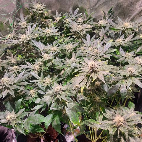 Gorilla Glue Faster growlog timeline photo