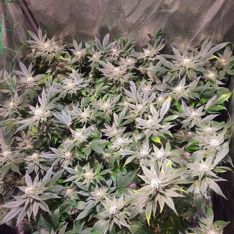 Gorilla Glue Faster growlog timeline photo