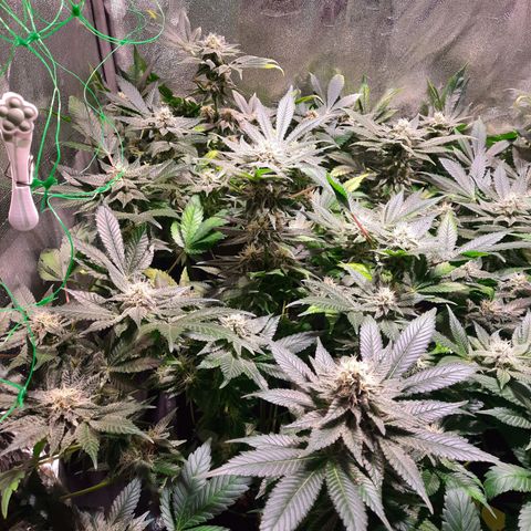 Gorilla Glue Faster growlog timeline photo