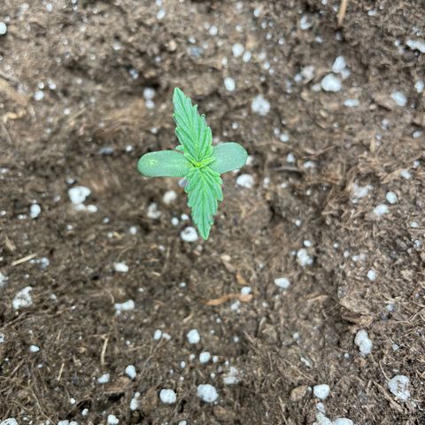 Auto Blueberry growlog timeline photo