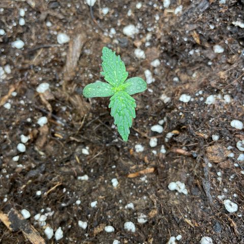 Auto Blueberry growlog timeline photo