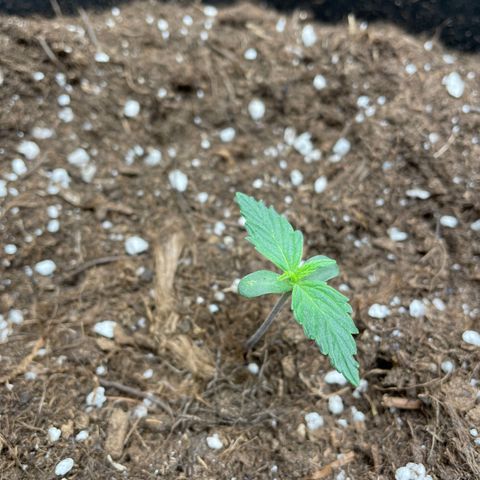 Auto Blueberry growlog timeline photo
