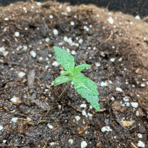 Auto Blueberry growlog timeline photo