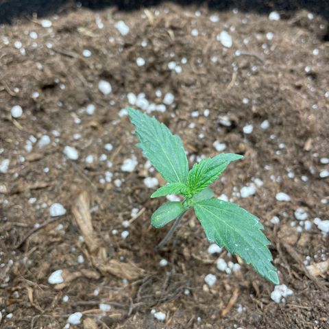 Auto Blueberry growlog timeline photo