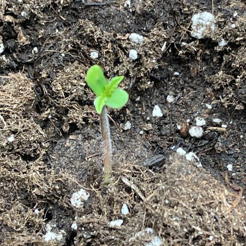 Auto Blueberry growlog timeline photo