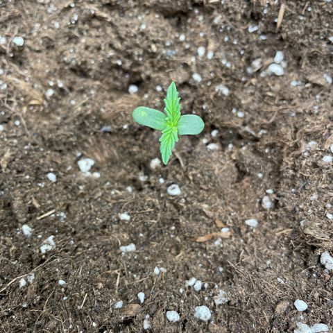 Auto Blueberry growlog timeline photo