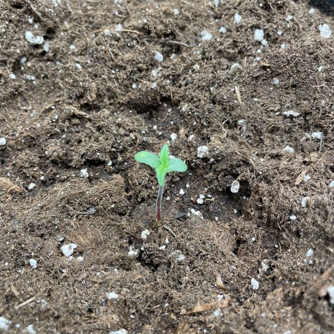 Auto Blueberry growlog timeline photo