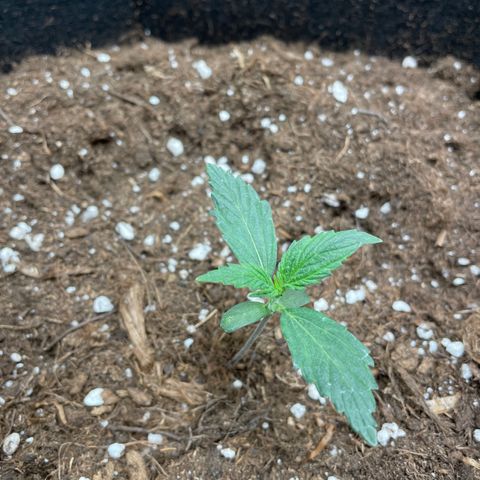 Auto Blueberry growlog timeline photo