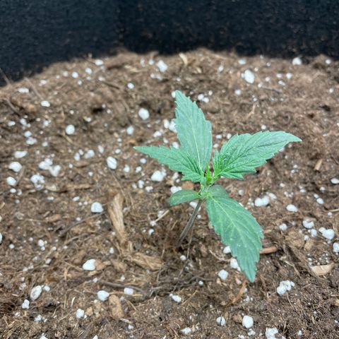 Auto Blueberry growlog timeline photo