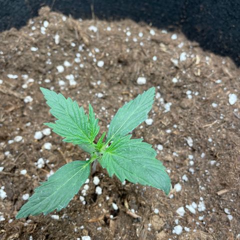 Auto Blueberry growlog timeline photo