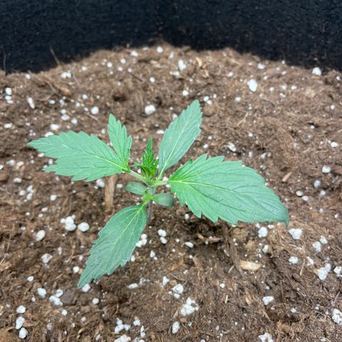Auto Blueberry growlog timeline photo