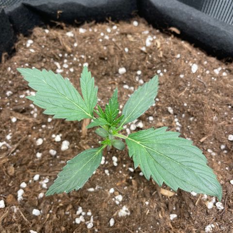 Auto Blueberry growlog timeline photo