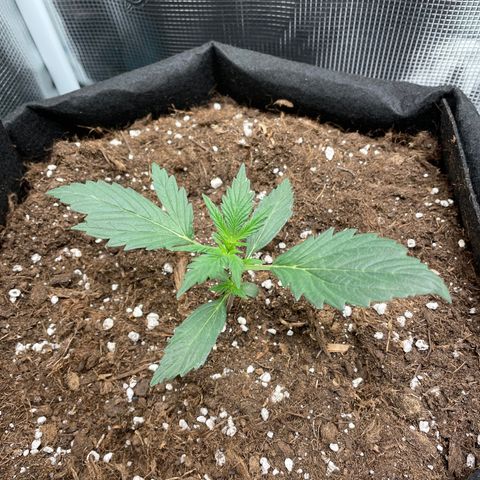 Auto Blueberry growlog timeline photo