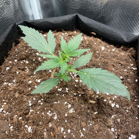 Auto Blueberry growlog timeline photo