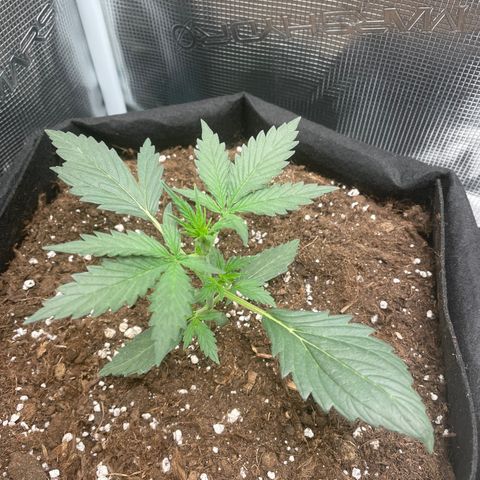 Auto Blueberry growlog timeline photo