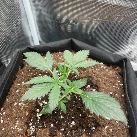 Auto Blueberry growlog timeline photo