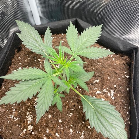 Auto Blueberry growlog timeline photo