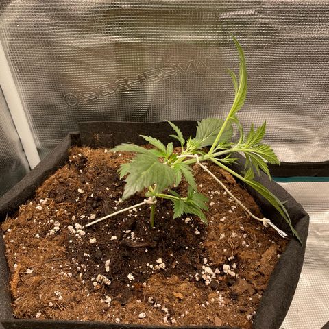 Auto Blueberry growlog timeline photo