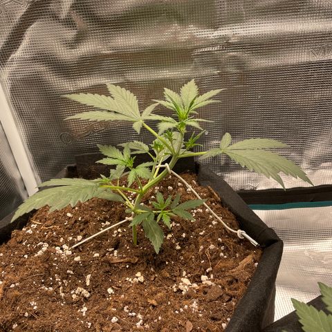 Auto Blueberry growlog timeline photo