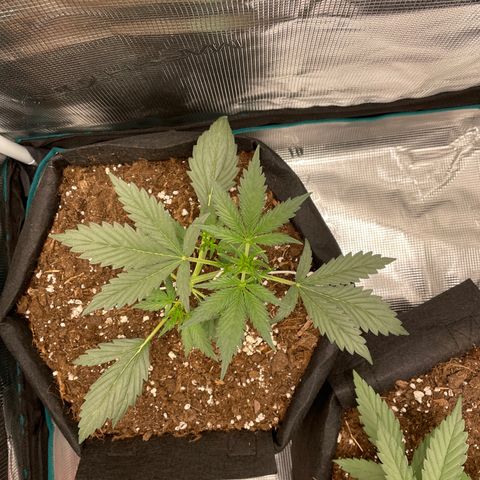 Auto Blueberry growlog timeline photo