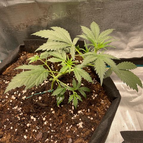 Auto Blueberry growlog timeline photo
