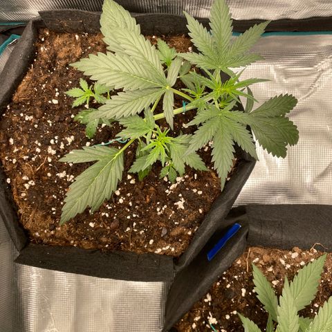 Auto Blueberry growlog timeline photo