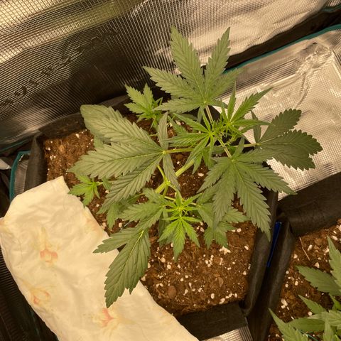 Auto Blueberry growlog timeline photo