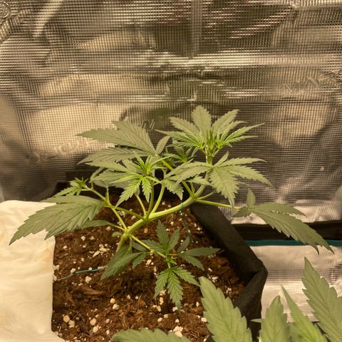 Auto Blueberry growlog timeline photo